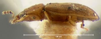 Media type: image;   Entomology 6796 Aspect: habitus lateral view